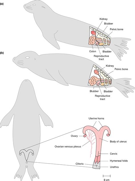 abdominal testes seal lion|Reproductive System .